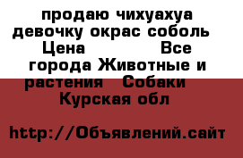 продаю чихуахуа девочку,окрас соболь › Цена ­ 25 000 - Все города Животные и растения » Собаки   . Курская обл.